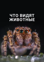  Что видят животные смотреть онлайн (2018) 